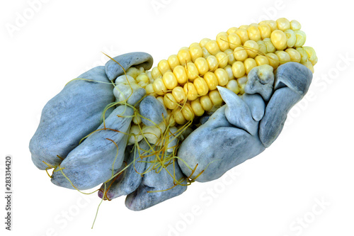 Corn smut caused by fungus Ustilago maydis