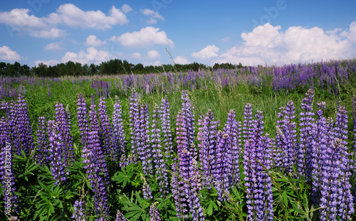 Lupins in the meadow