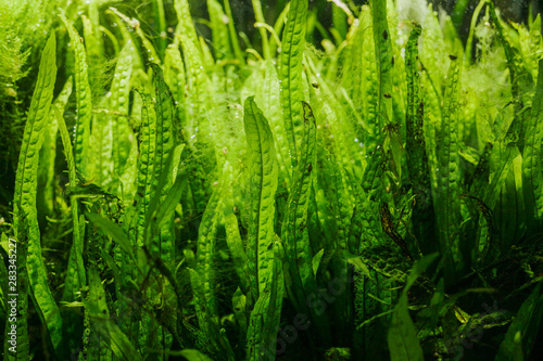 Details of Aquarium Algae or Green Seaweed