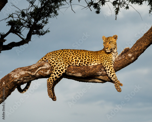 Leopard in Morning Glow