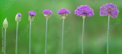 Progression of allium flowers from bud to maturity