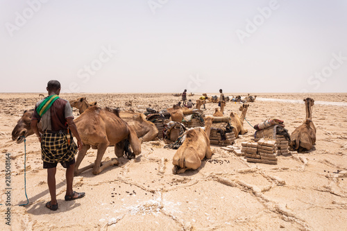Camel caravan waiting for Afar man cutting and mining salt bricks (slabs) in primitive tools at salt desert in the Danakil depression.