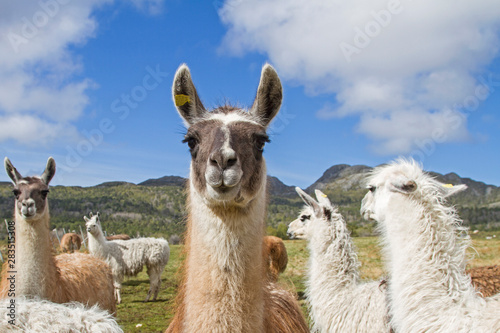 Lamas in Norwegen