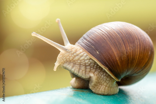 Snail on the metal pole close up view