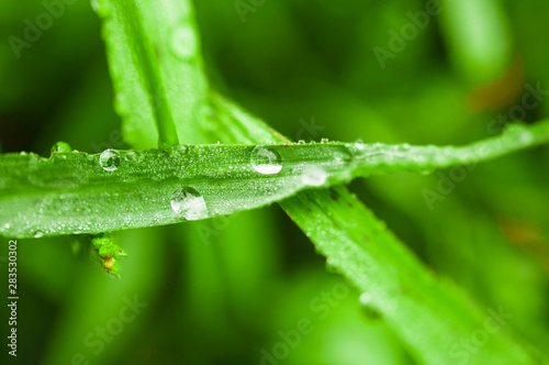 Fresh green grass with dew drops close up.