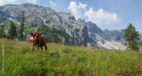 Brown mountain cows grazing on an alpine pasture i