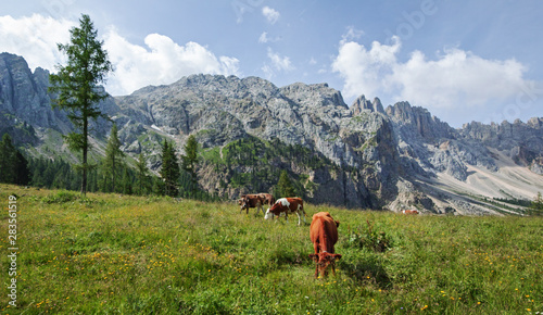 Brown mountain cows grazing on an alpine pasture i