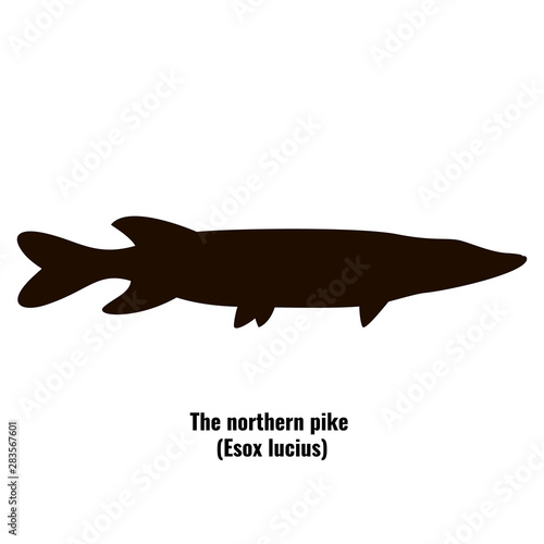 The black silhouette of northern pike (Esox lucius) is isolated on white background.