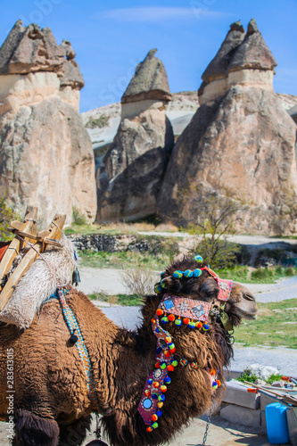 Camel in Cappadocia, Turkey