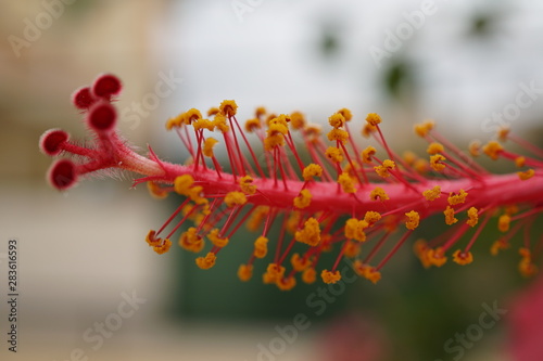 parque de malaga hibisco gineceo y androceo panoramica macro