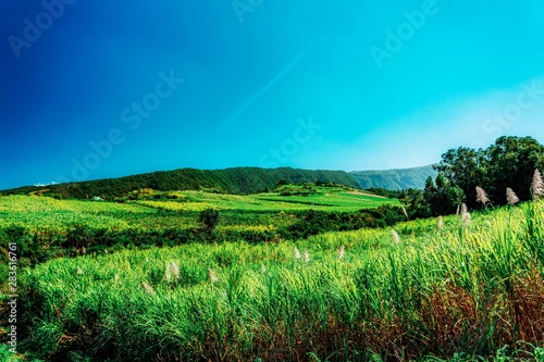 Fields of sugar cane in bloom in the southern highlands od Réunion island