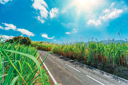 Fields of sugar cane in bloom in the southern highlands of Reunion Island crossed by a departmental road