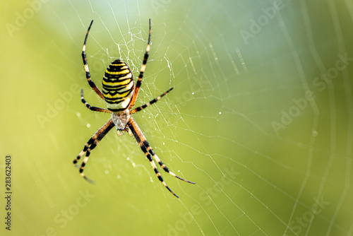 Yellow striped spider outside in green nature in her spider web. Argiope bruennichi also called zebra, tiger, silk ribbon, wasp spider in front of blurred background