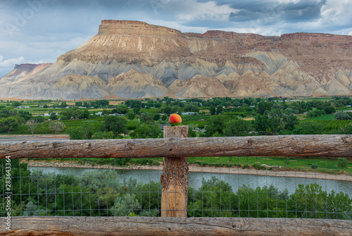 peach on the fence 