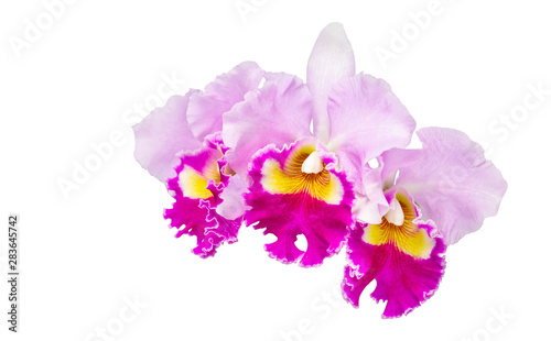 Closeup thai orchid. name is Vanda flower, isolated on white background