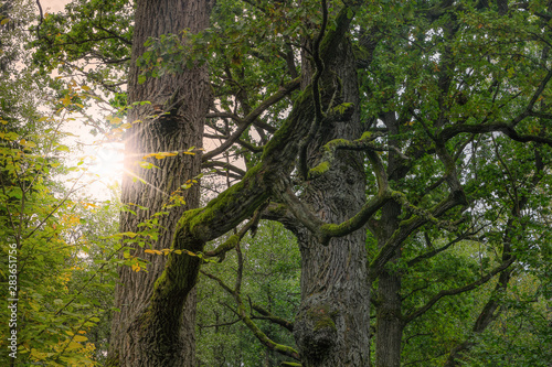 Białowieski Park Narodowy