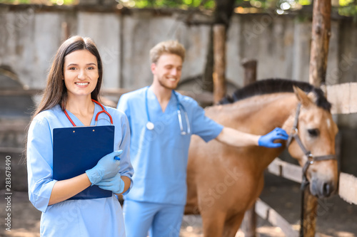 Veterinarians in paddock with horse on farm