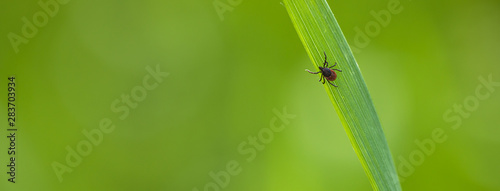 Tick (Ixodes ricinus) waiting for its victim on a grass blade - parasite potentionally carrying dangerous diseases