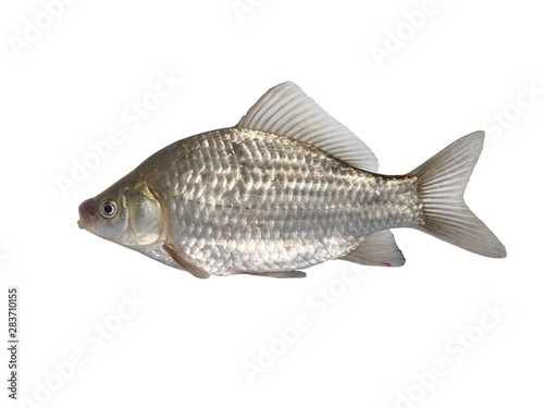  fish crucian carp carassius