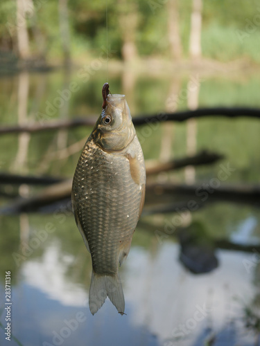  fish crucian carp carassius