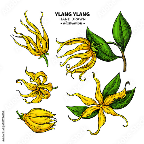 Ylang ylang vector drawing. Isolated vintage illustration of medical flower.
