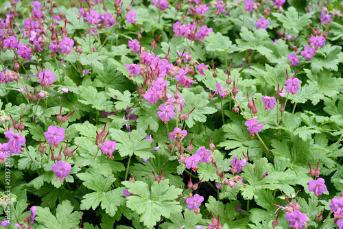 Balkan-Storchschnabel, Geranium macrorrhizum