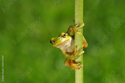 Frog on green background