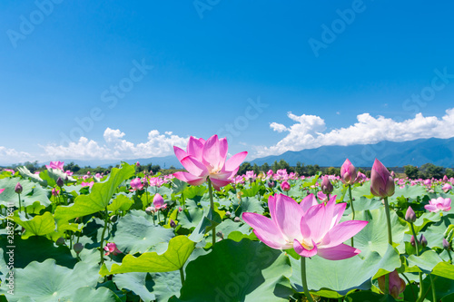 安曇野の蓮畑の蓮の花