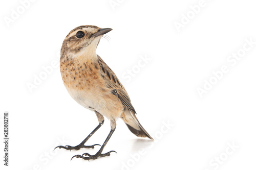 Whinchat, Saxicola rubetra, isolated on white background.