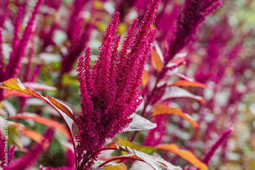 Amaranthus cruentus, amaranth flowers