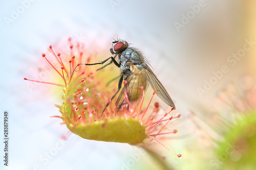 Sundew, Drosera rotundifolia, a carnivorous plant feeding on a fly, Thricops semicinereus