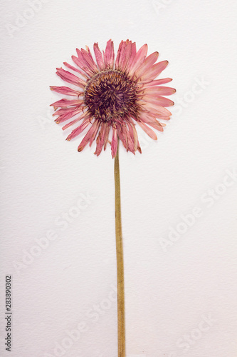 A dried pressed gerber against with white paper background