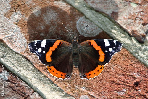 Red admiral butterfly on wall