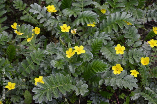 Closeup Potentilla anserina known as Argentina anserina with blurred background on meadow