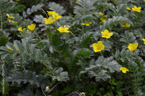 Closeup Potentilla anserina known as Argentina anserina with blurred background on meadow