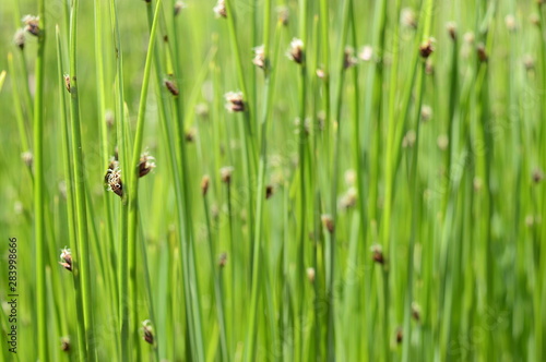 Closeup Schoenoplectus tabernaemontani commonly known as Scirpus validus with blurred background in damp area