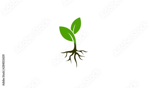 Plant vector