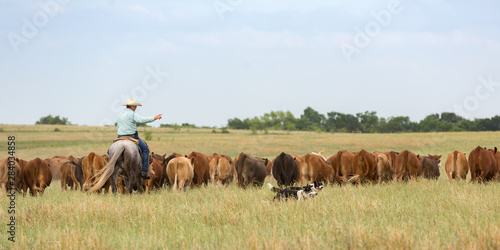 Moving cattle with working dogs