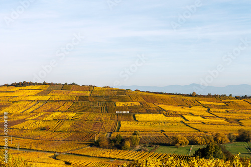 The ripening golden vineyard of autumn spread over the hills. Bollenberg, located in the Alsace region of France
