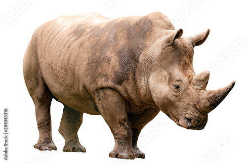 Fauna of the African savanna, endangered species and large mammals concept theme with an adult rhino isolated on white background with a clipping path cut out