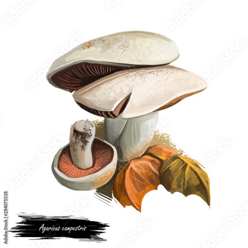 Agaricus campestris widely eaten gilled button mushroom Agaricus bisporus. Field or meadow mushroom. Edible fungus isolated on white. Digital art illustration, natural food. Autumn harvest fungi.