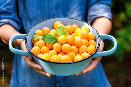 Freshly picked organic yellow mirabelle plums in a blue metal colander on the hands. Selective focus. 