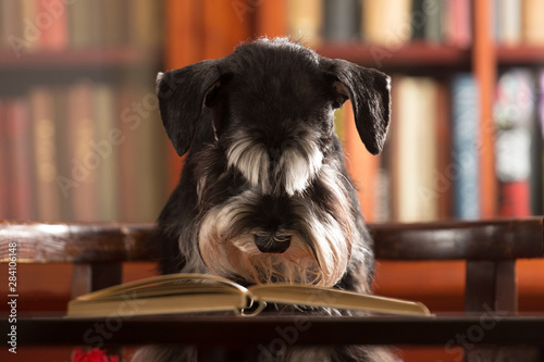 Exam stress, Miniature schnauzer in the library