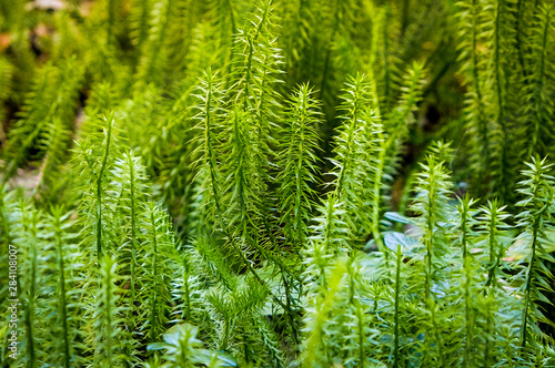 Wild Lycopodium growing in a summer forest on a marshland. Russia, Western Siberia.