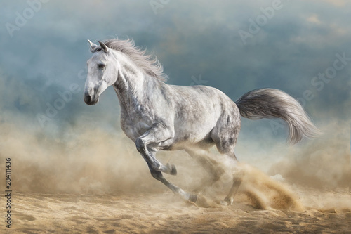 Grey horse galloping on sandy field against dramatic blue sky