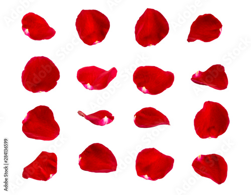 red rose petals isolated