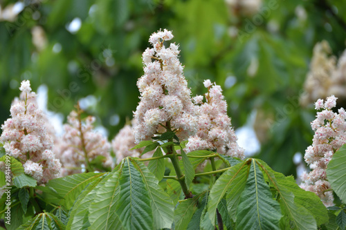 Printemps et fleurs de marronnier .