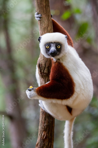 Verreaux's sifaka close up (Propithecus verreauxi), Andasibe National Park, Madagascar