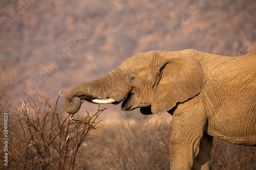 Close-up of an elephant eating bark from dry thorn shrub