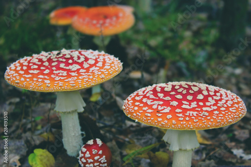 fly agaric in the forest